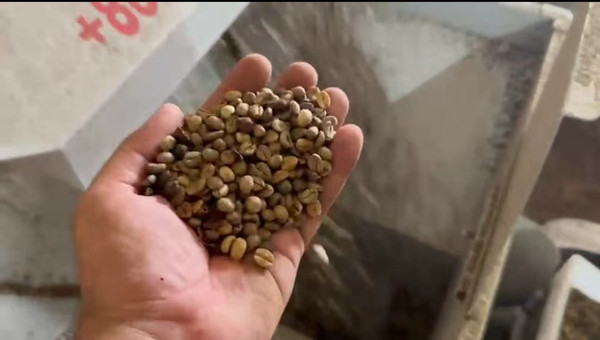 Coffee Bean Cleaning Processing Line in Guinea-Hebei Beibu Machinery Technology Co.,LTD Coffee Bean Cleaning Processing Line in Guinea-Hebei Beibu Machinery Technology Co.,LTD