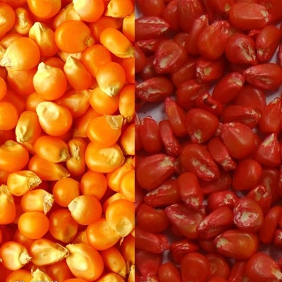 mobile seed cleaning