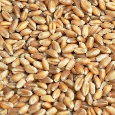 Wheat harvest is about to happen