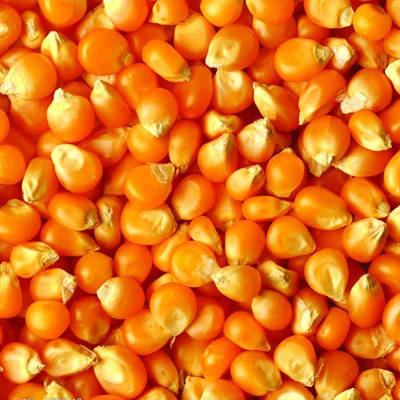 How to clean maize ? How to clean maize ?