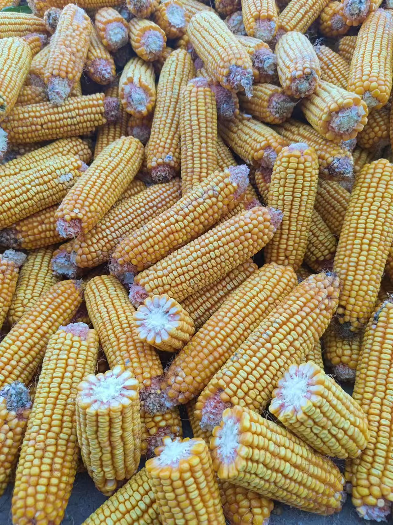 In autumn, busy grain cleaning machines In autumn, busy grain cleaning machines
