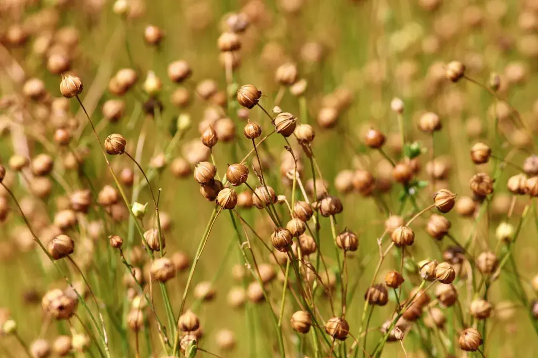 Flaxseed Industry Overview