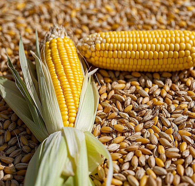 &lt;trp-post-container data-trp-post-id=&#039;73&#039;&gt;How to choose a high-quality grain seed cleaning machine - Beibu Machinery answers your questions&lt;/trp-post-container&gt;