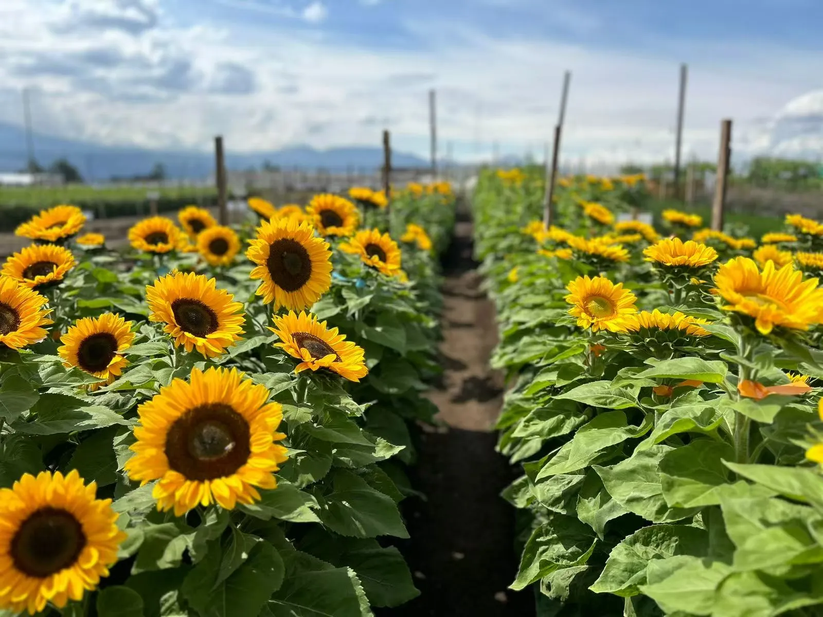 How to choose a sunflower seed cleaning machine? Beibu Machinery gives you a perfect answer