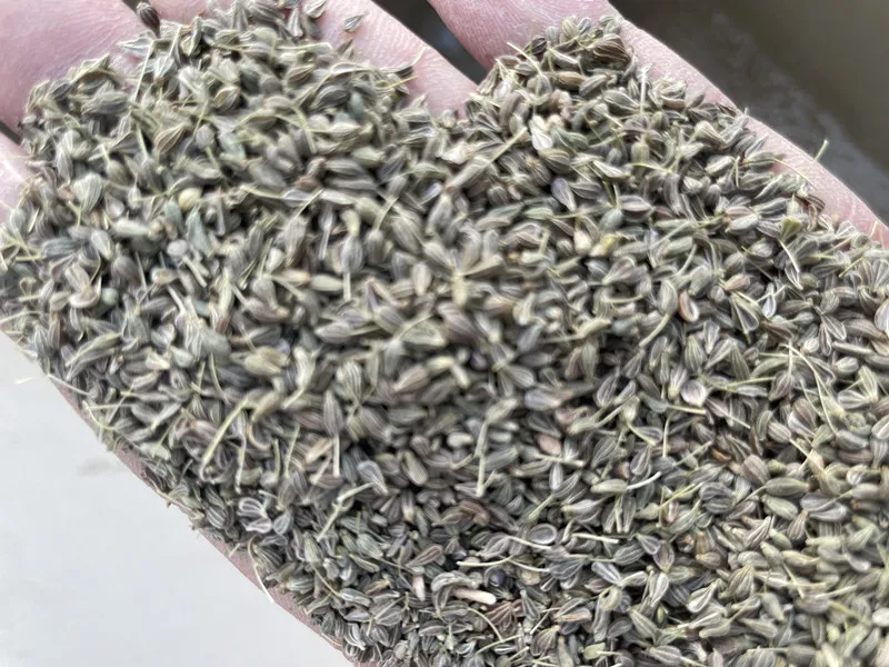 Anise Seed Fennel Seed Cleaning Machine-Hebei Beibu Machinery Technology Co.,LTD Anise Seed Fennel Seed Cleaning Machine-Hebei Beibu Machinery Technology Co.,LTD